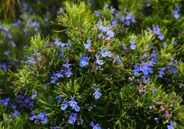Desert herbs: Rosemary tree or Laurus nobilis
