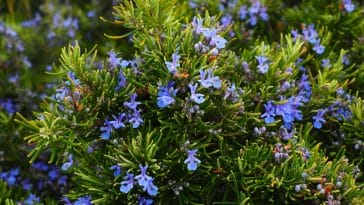 Desert herbs: Rosemary tree or Laurus nobilis
