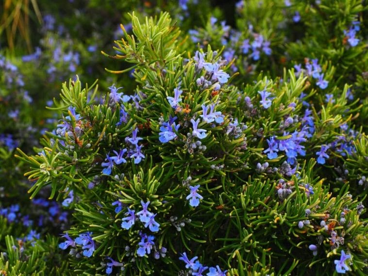 Desert herbs: Rosemary tree or Laurus nobilis