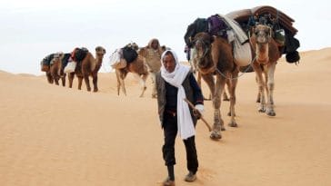 Berber man with his caravane in tunisian desert