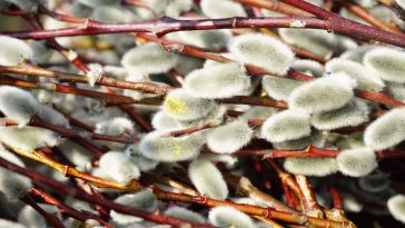 Desert willows
