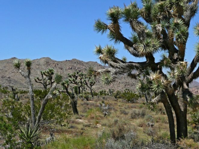 Joshua tree Joshua tree