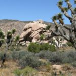 Joshua tree of national park