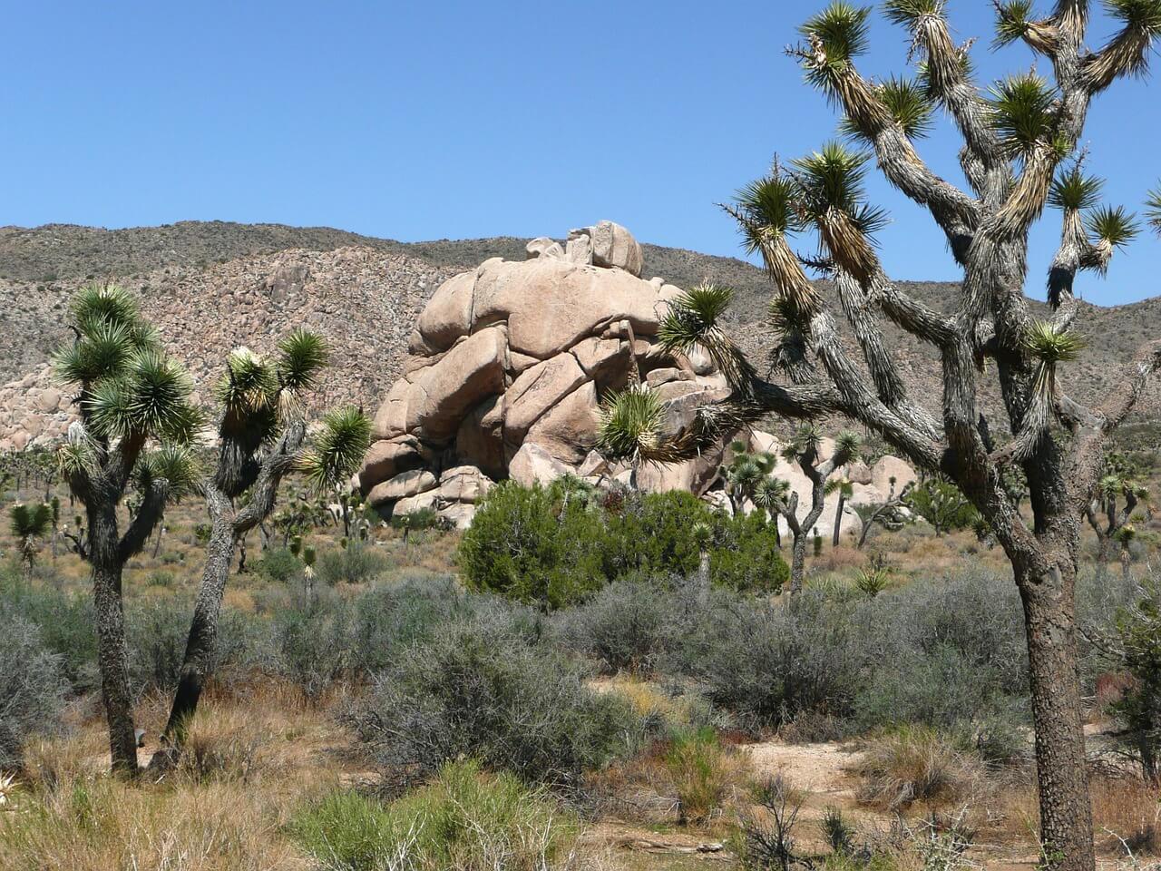 Joshua tree of national park