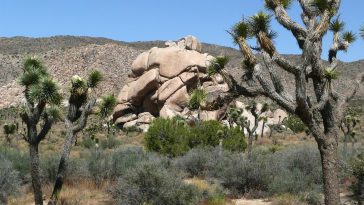 Joshua tree of national park