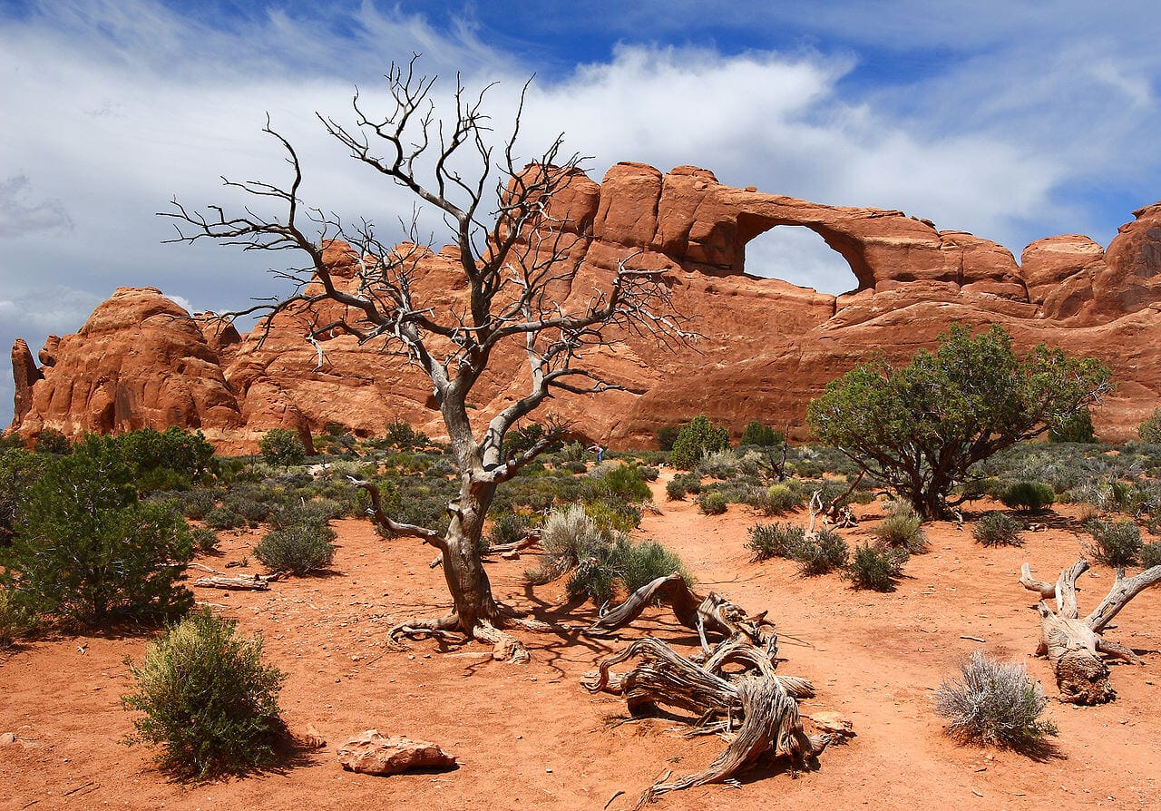 Desert solitaire : Edward Abbey was park ranger at Arches National Monument in the late 1950s