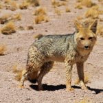 Atacama desert : Chile