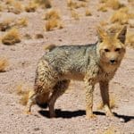Atacama desert : Chile