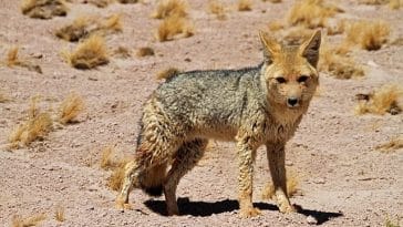 Atacama desert : Chile
