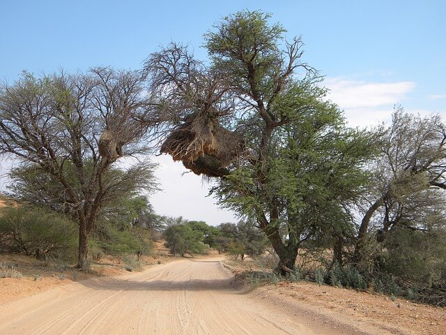Kgalagadi park where located wilderness camps