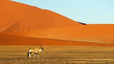 Gemsbok of Kalahari with it impressive horns