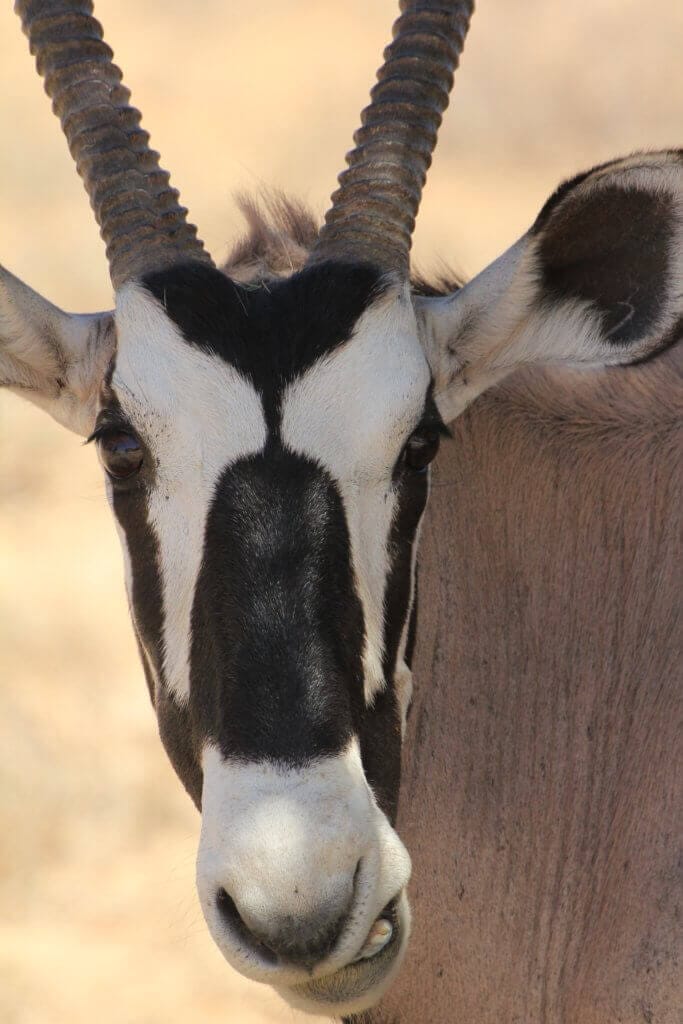 Gemsbok of Kalahari with it impressive horns