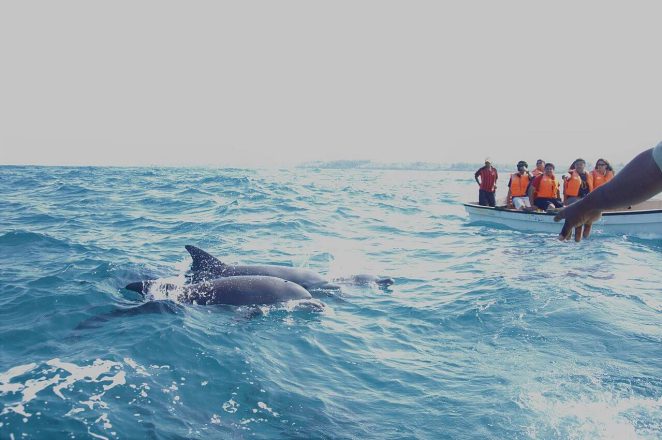 Dolphin tour near Jambo beach,Rwanda