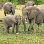 Elephants in Botswana wildlife