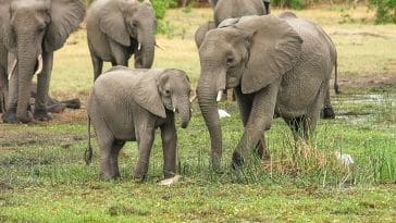 Elephants in Botswana wildlife