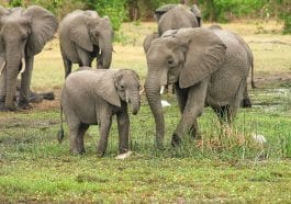 Elephants in Botswana wildlife