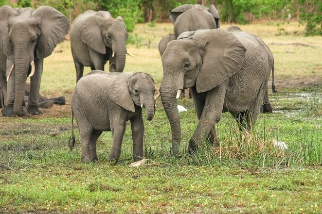 Luxury vacation:Elephants in wildlife,Botswana