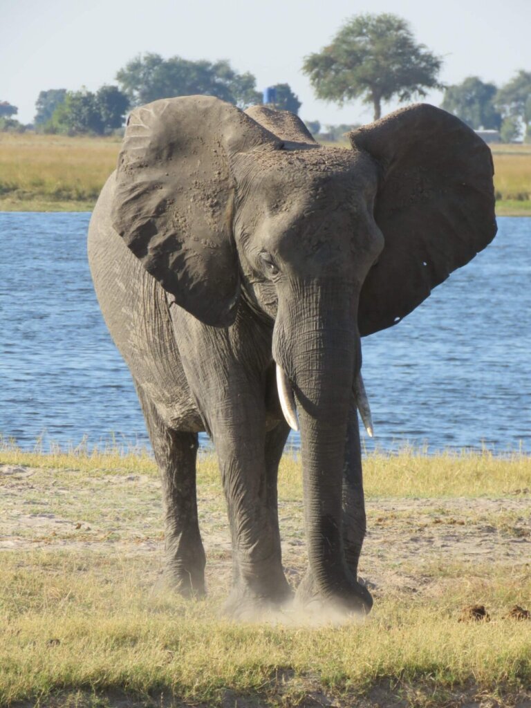 Elephants in Liwonde National Park Malawi
