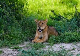 Murchison-Falls-National-park-lions