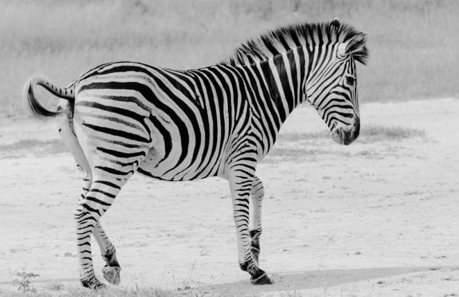 Zebra
