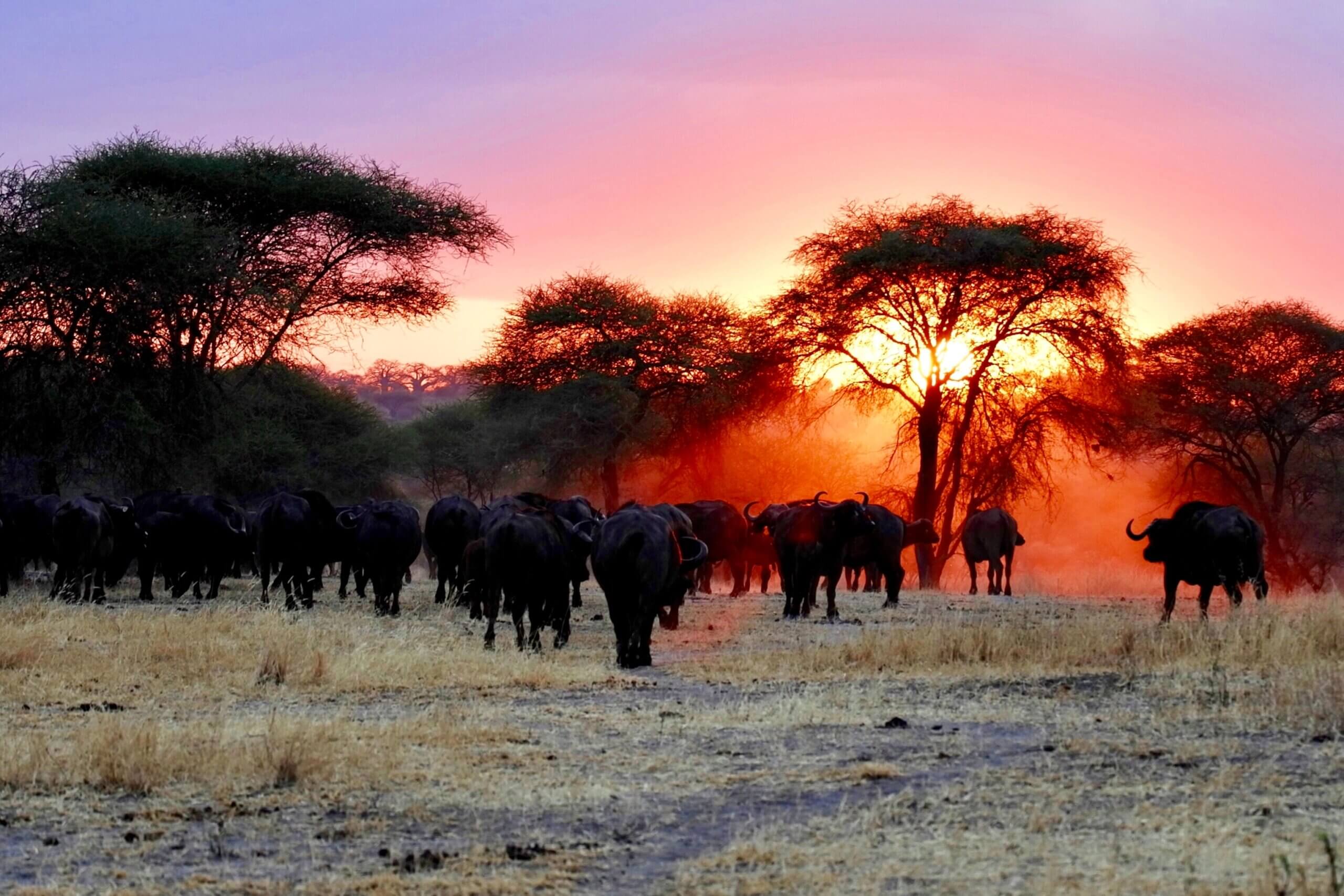 Herd-of-buffalo-in-Tanzania.jpg