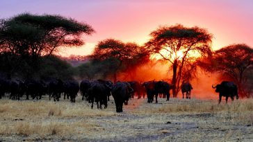 Herd-of-buffalo-in-Tanzania.jpg