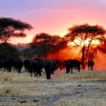 Herd-of-buffalo-in-Tanzania.jpg