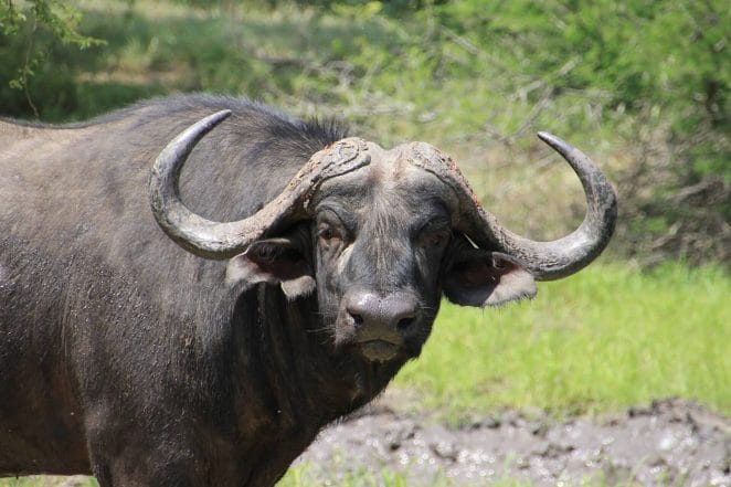Africa Vacations Buffalo