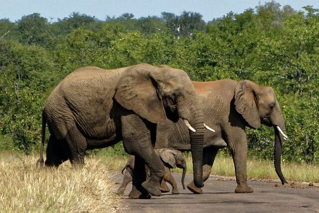 Africa Vacations Kruger Park