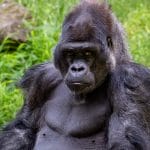mountain gorillas