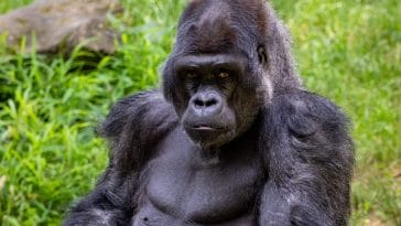 mountain gorillas