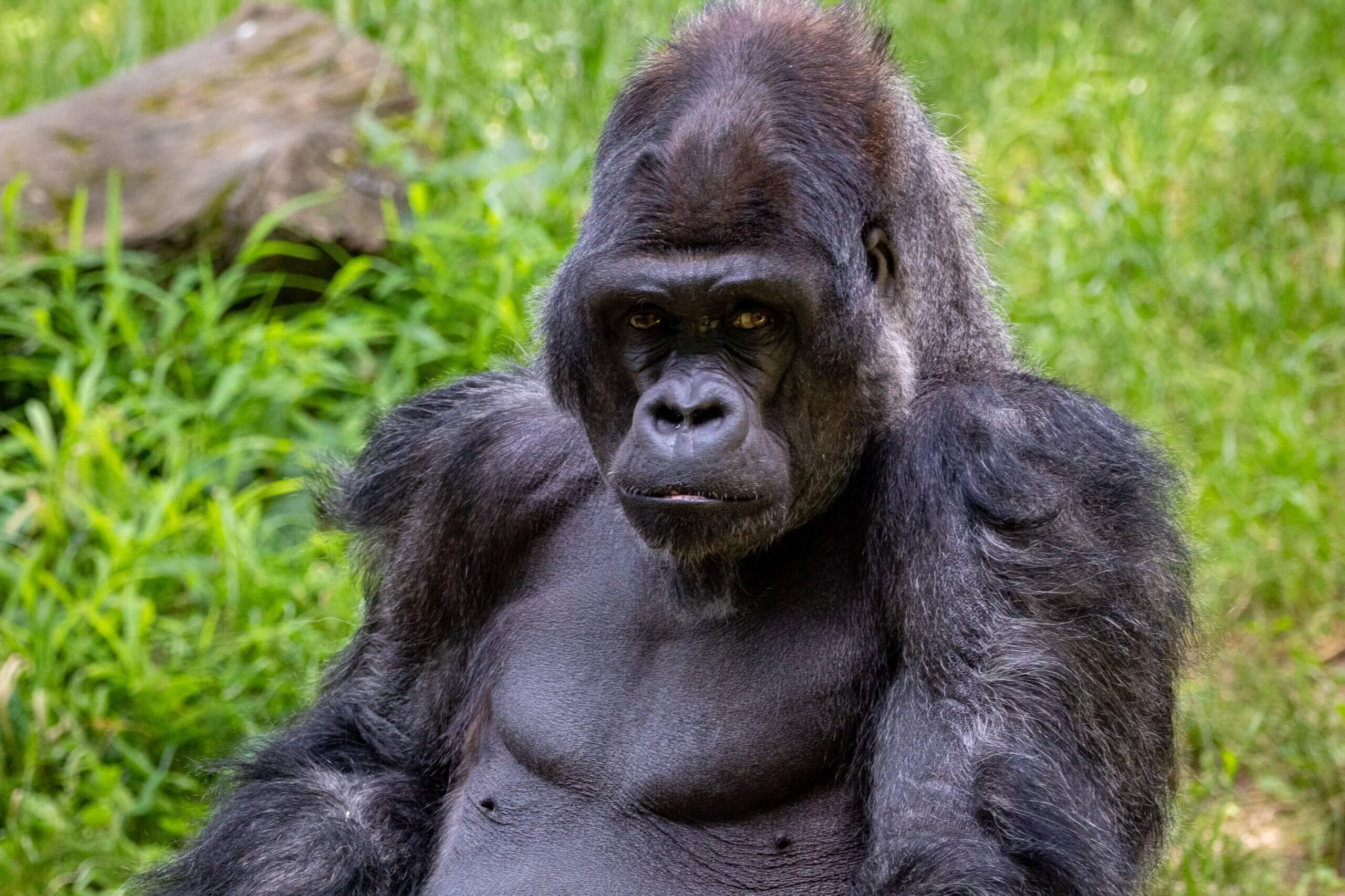 mountain gorillas