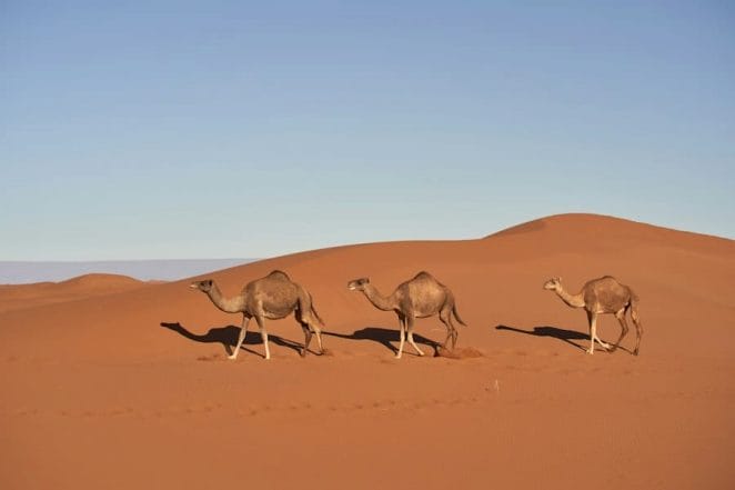 animals in the safari desert