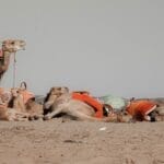 Photo tourist in morocco