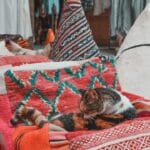 Photo medina in marrakech morocco