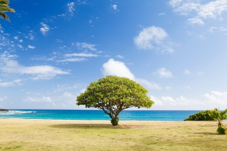 Photo banyan tree tamouda bay morocco