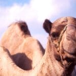 Photo egypt 10 day itinerary