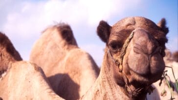 Photo egypt 10 day itinerary