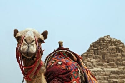 Photo egypt news