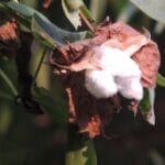 Photo egyptian cotton sheets