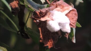 Photo egyptian cotton sheets