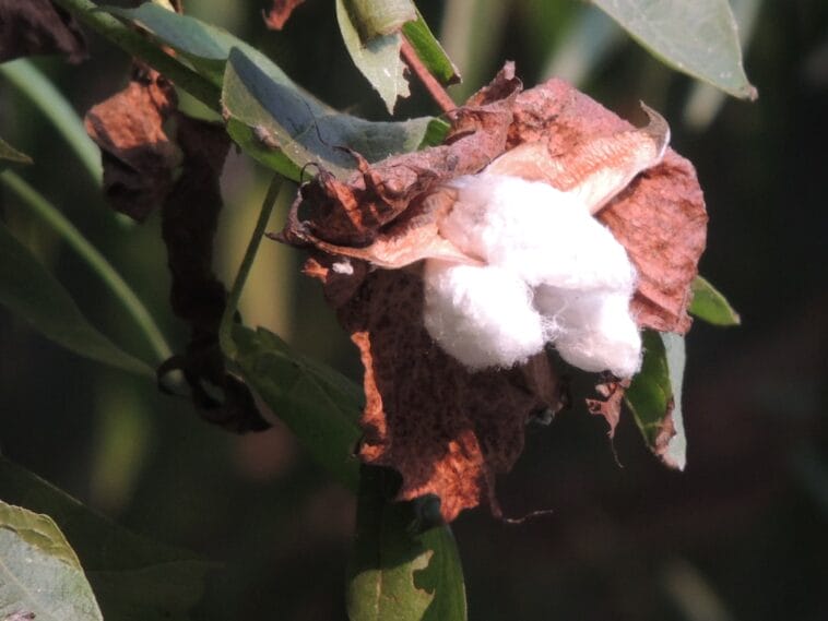 Photo egyptian cotton sheets