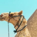 Photo pyramids of giza where