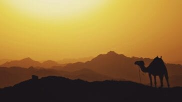 Photo egypt hieroglyphics