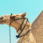 Photo pyramids of giza visit