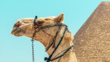 Photo pyramids of giza visit