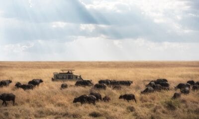 Photo Safari Jeep