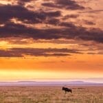 Photo Savannah landscape