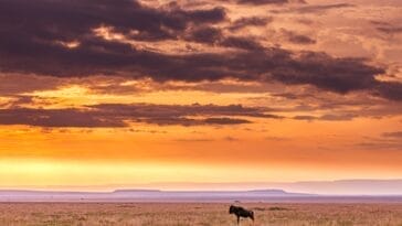 Photo Savannah landscape