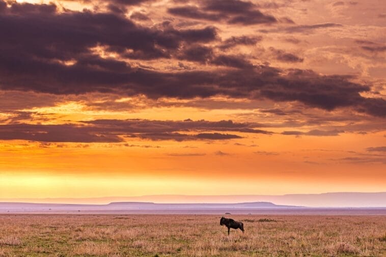 Photo Savannah landscape